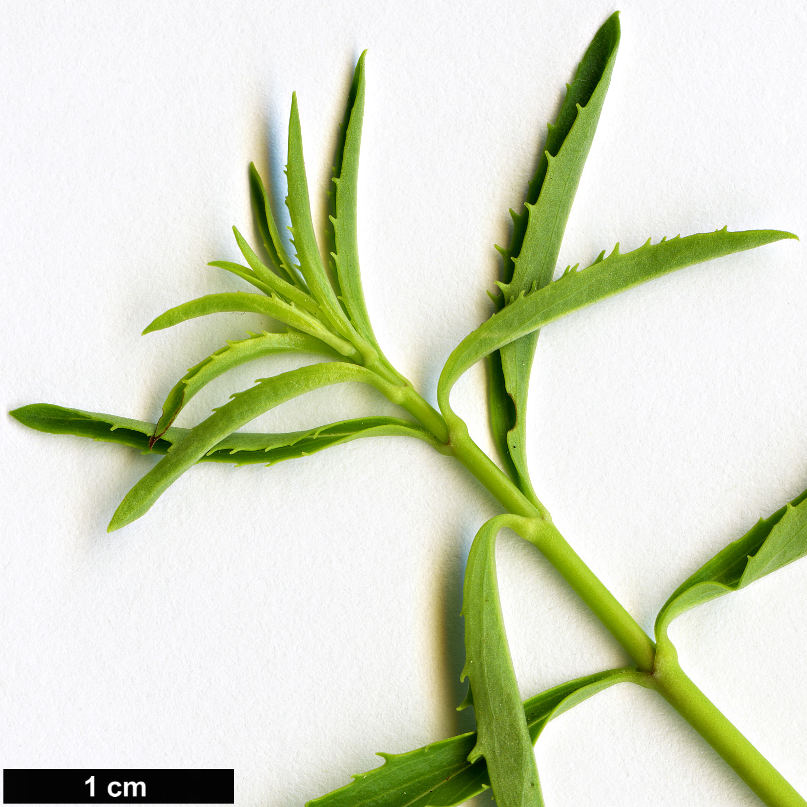 High resolution image: Family: Plantaginaceae - Genus: Keckiella - Taxon: breviflora - SpeciesSub: var. glabrisepala